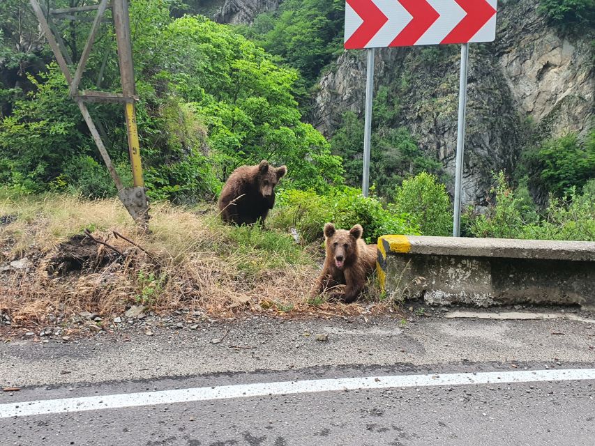 Wild Bears and Dracula Private Day Tour - Curtea de Argeș Monastery and the royal court