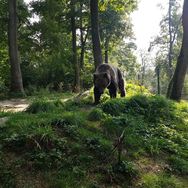 Wild Bears and Dracula Private Day Tour - Seeing brown bears beside the road