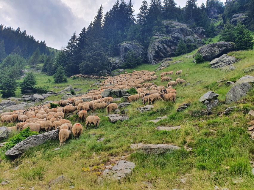 Wild Bears and Dracula Private Day Tour - A route through Wallachia, with room for changes