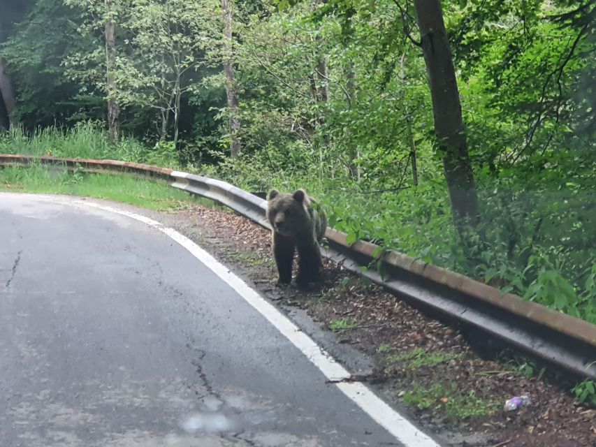 Wild Bears and Dracula Private Day Tour - What the $323 price really covers