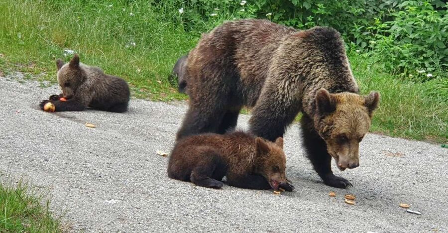 Wild Bears and Dracula Private Day Tour - Starting in Bucharest and reaching Wallachia