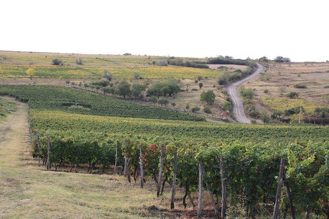 Wines of Wallachia – 8 hours - The second cellar and the value of comparison